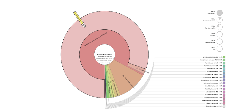 Figure%204%20-%20Krona%20Acinetobacter%20baumannii.png