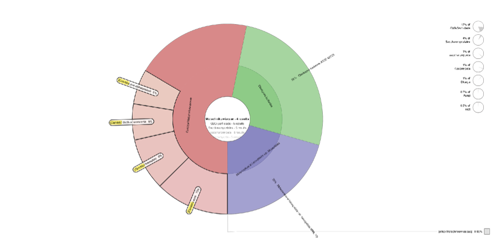 Figure%205%20-%20Krona%20Candida%20auris.png